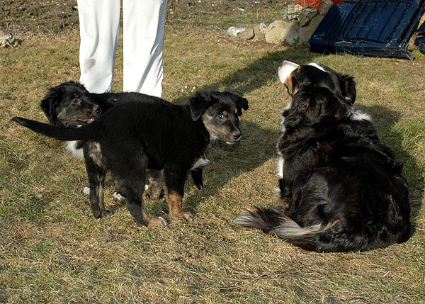 Dicte Aussie hvalp hundehvalp Australian Shepherd hvalpe hundehvalpe