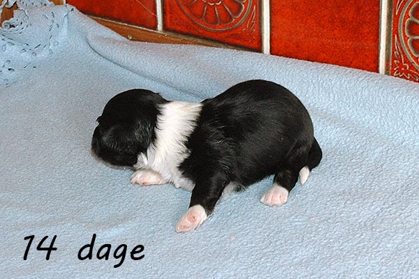Diesel bichon havanese hvalp hundehvalp bichon havanais hvalpe hundehvalpe