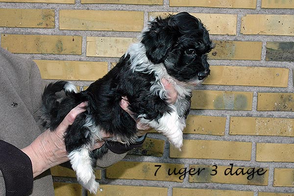 Diesel bichon havanese hvalp hundehvalp bichon havanais hvalpe hundehvalpe
