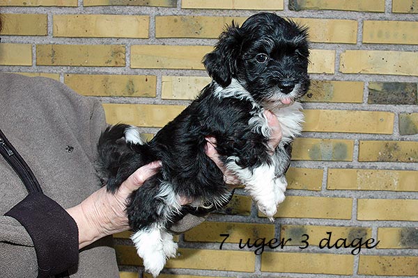 Diesel bichon havanese hvalp hundehvalp bichon havanais hvalpe hundehvalpe
