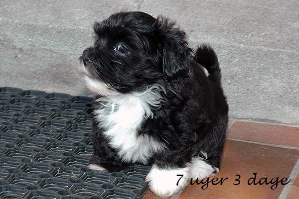 Diesel bichon havanese hvalp hundehvalp bichon havanais hvalpe hundehvalpe