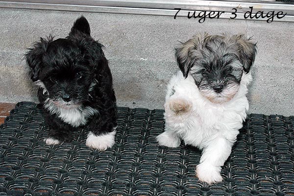 Diesel bichon havanese hvalp hundehvalp bichon havanais hvalpe hundehvalpe