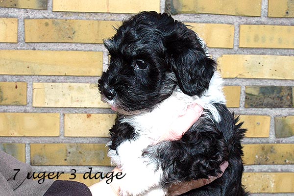 Diesel bichon havanese hvalp hundehvalp bichon havanais hvalpe hundehvalpe