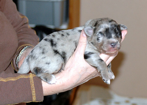 Dimond Aussie hvalp hundehvalp Australian Shepherd hvalpe hundehvalpe