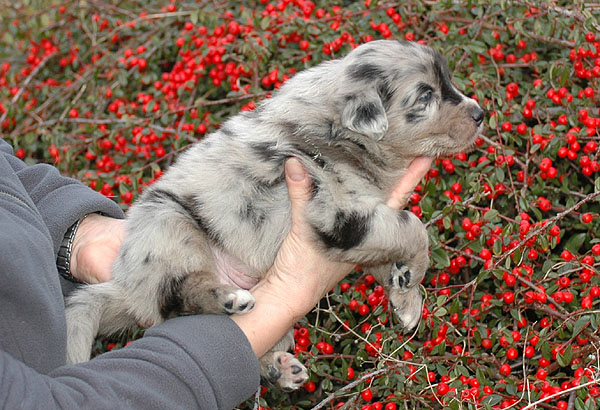Dimond Aussie hvalp hundehvalp Australian Shepherd hvalpe hundehvalpe