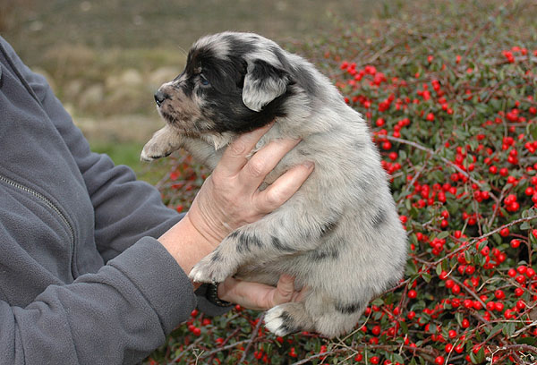 Dimond Aussie hvalp hundehvalp Australian Shepherd hvalpe hundehvalpe