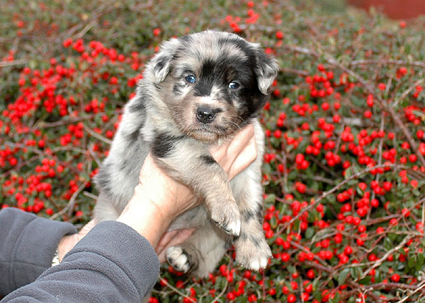 Dimond Aussie hvalp hundehvalp Australian Shepherd hvalpe hundehvalpe