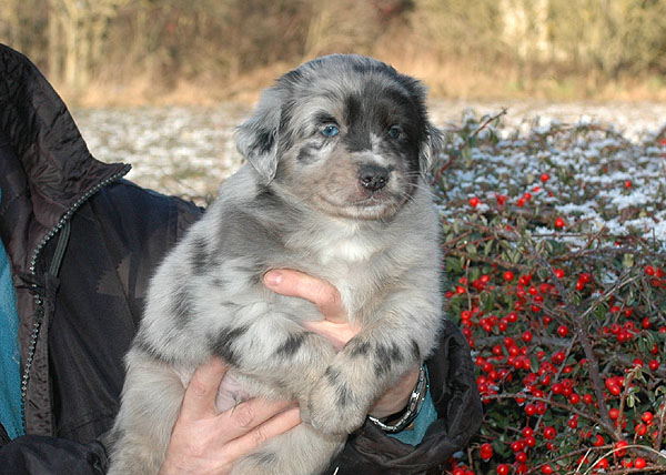 Dimond Aussie hvalp hundehvalp Australian Shepherd hvalpe hundehvalpe