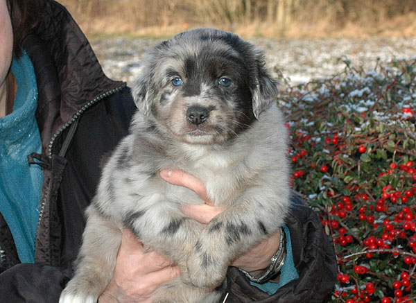 Dimond Aussie hvalp hundehvalp Australian Shepherd hvalpe hundehvalpe