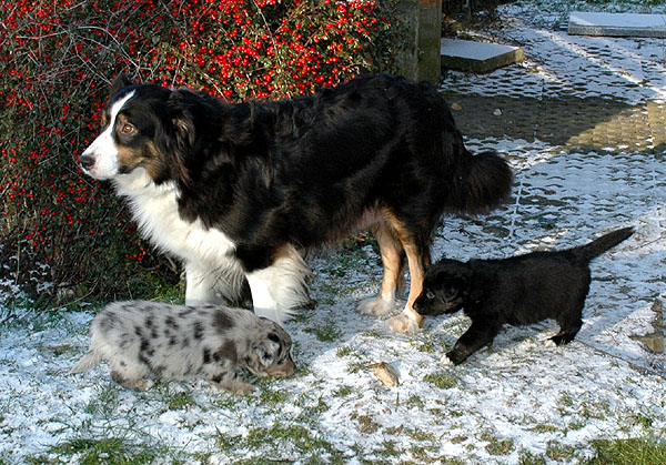 Dimond Aussie hvalp hundehvalp Australian Shepherd hvalpe hundehvalpe