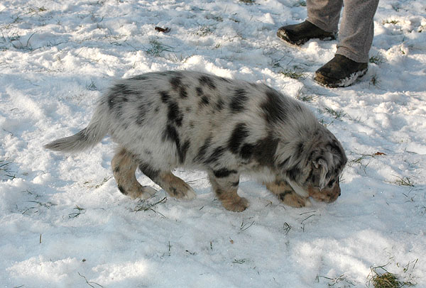 Dimond Aussie hvalp hundehvalp Australian Shepherd hvalpe hundehvalpe