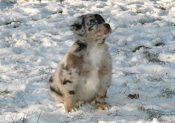 Dimond Aussie hvalp hundehvalp Australian Shepherd hvalpe hundehvalpe