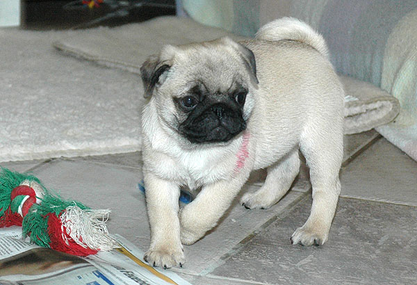 Dirck Mops hvalp hundehvalp Mopser hvalpe hundehvalpe