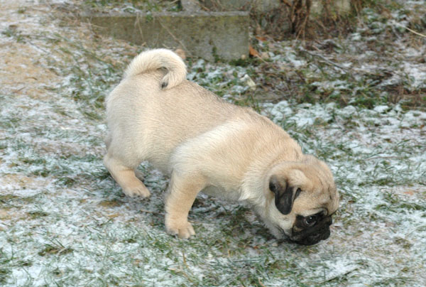 Dirck Mops hvalp hundehvalp Mopser hvalpe hundehvalpe