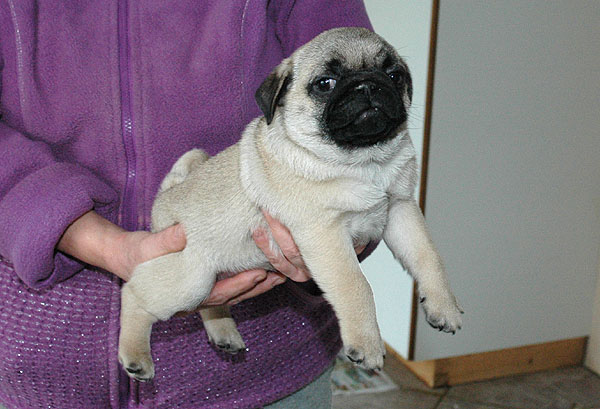 Dirck Mops hvalp hundehvalp Mopser hvalpe hundehvalpe