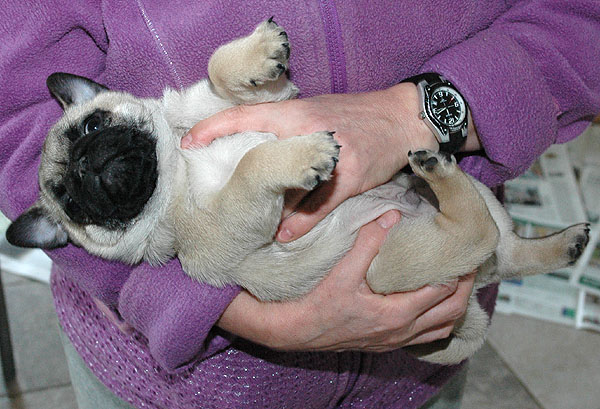 Dirck Mops hvalp hundehvalp Mopser hvalpe hundehvalpe