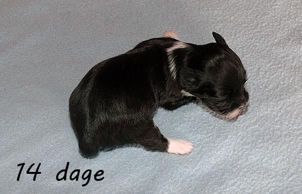 Diva Mops hvalp hundehvalp Mopser hvalpe hundehvalpe