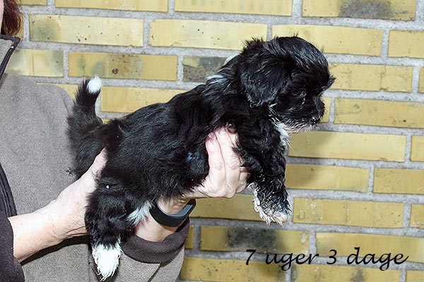 Diva Mops hvalp hundehvalp Mopser hvalpe hundehvalpe
