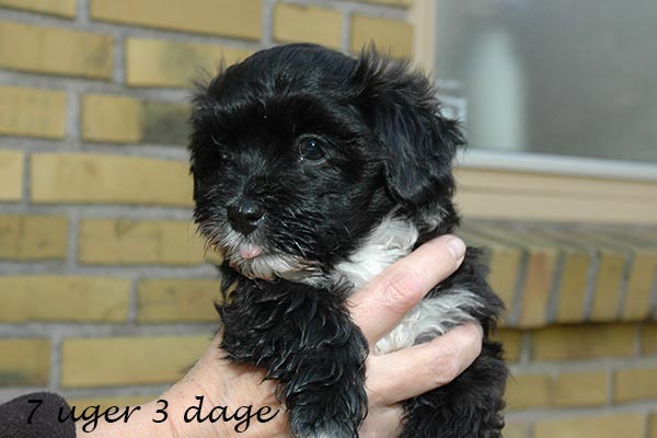 Diva Mops hvalp hundehvalp Mopser hvalpe hundehvalpe