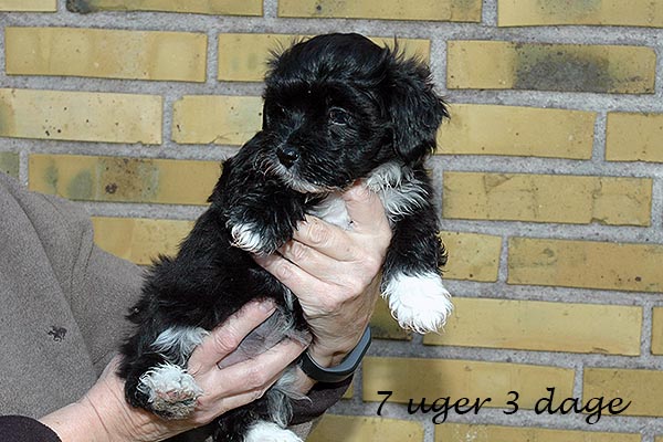 Diva Mops hvalp hundehvalp Mopser hvalpe hundehvalpe