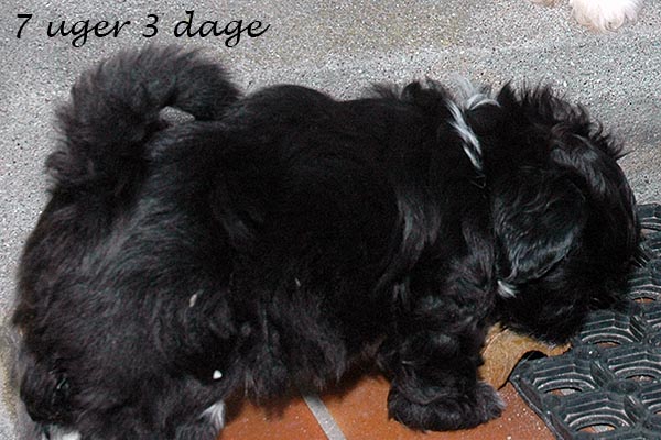 Diva Mops hvalp hundehvalp Mopser hvalpe hundehvalpe