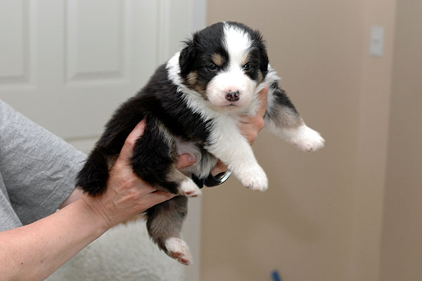 Djamila Aussie hvalp hundehvalp Australian Shepherd hvalpe hundehvalpe