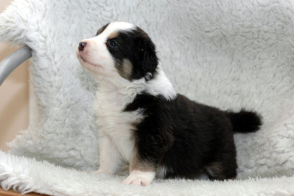 Djamila Aussie hvalp hundehvalp Australian Shepherd hvalpe hundehvalpe