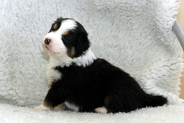Djamila Aussie hvalp hundehvalp Australian Shepherd hvalpe hundehvalpe