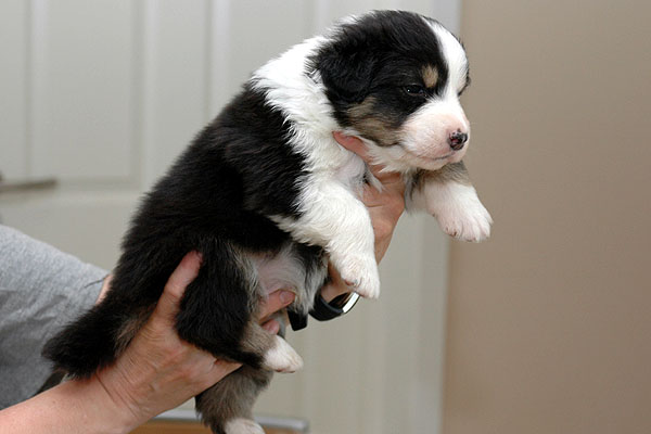 Djamila Aussie hvalp hundehvalp Australian Shepherd hvalpe hundehvalpe