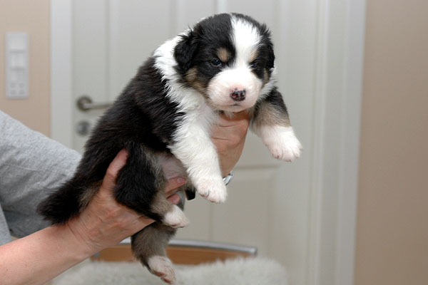 Djamila Aussie hvalp hundehvalp Australian Shepherd hvalpe hundehvalpe