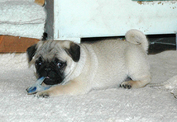 Djenkis Mops hvalp hundehvalp Mopser hvalpe hundehvalpe
