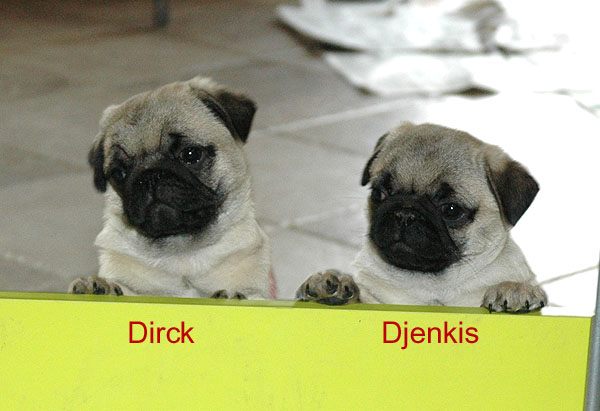 Djenkis Mops hvalp hundehvalp Mopser hvalpe hundehvalpe