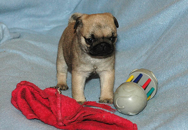 Dodo Mops hvalp hundehvalp Mopser hvalpe hundehvalpe
