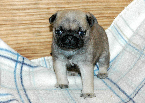Dodo Mops hvalp hundehvalp Mopser hvalpe hundehvalpe