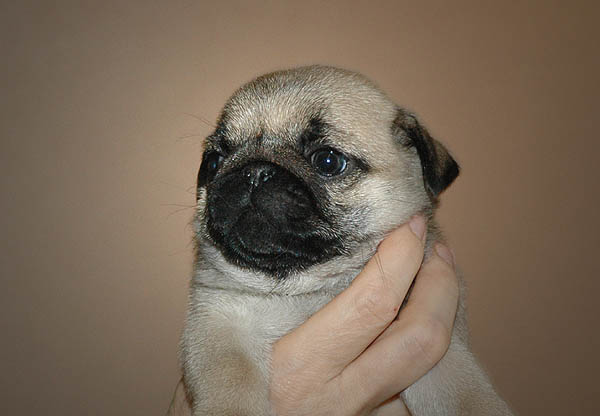 Dodo Mops hvalp hundehvalp Mopser hvalpe hundehvalpe