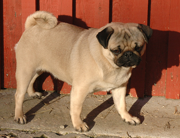 Dodo Mops hvalp hundehvalp Mopser hvalpe hundehvalpe