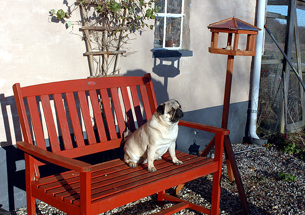 Dodo Mops hvalp hundehvalp Mopser hvalpe hundehvalpe