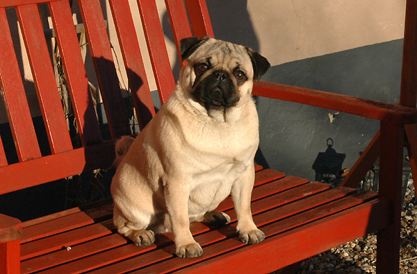 Dodo Mops hvalp hundehvalp Mopser hvalpe hundehvalpe