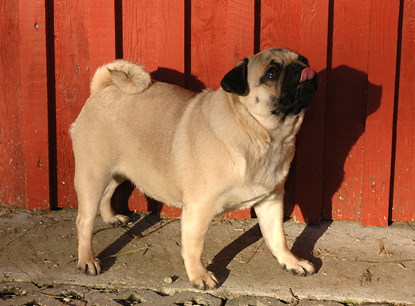 Dodo Mops hvalp hundehvalp Mopser hvalpe hundehvalpe