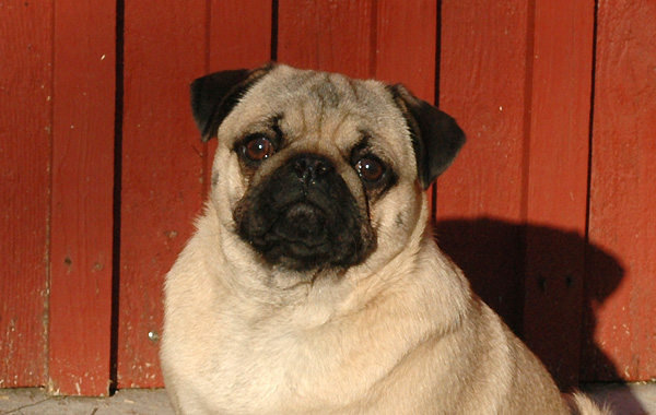 Dodo Mops hvalp hundehvalp Mopser hvalpe hundehvalpe