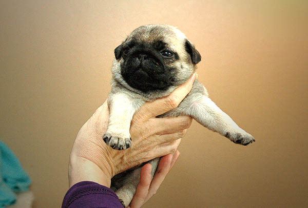 Domino Mops hvalp hundehvalp Mopser hvalpe hundehvalpe