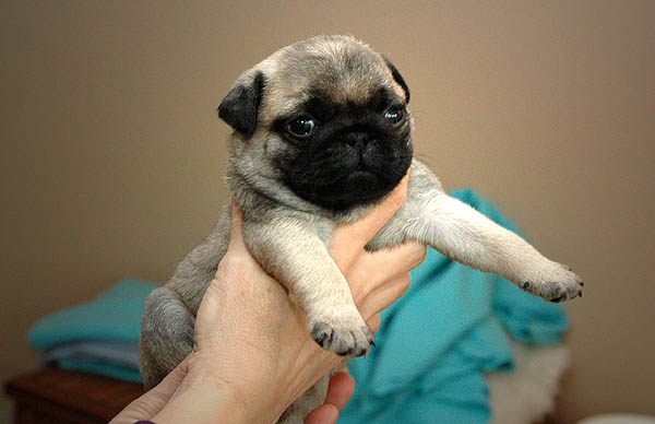 Domino Mops hvalp hundehvalp Mopser hvalpe hundehvalpe