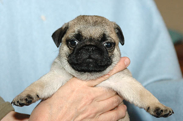 Domino Mops hvalp hundehvalp Mopser hvalpe hundehvalpe