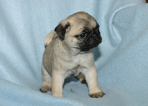 Domino Mops hvalp hundehvalp Mopser hvalpe hundehvalpe