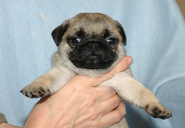 Domino Mops hvalp hundehvalp Mopser hvalpe hundehvalpe