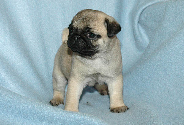 Domino Mops hvalp hundehvalp Mopser hvalpe hundehvalpe