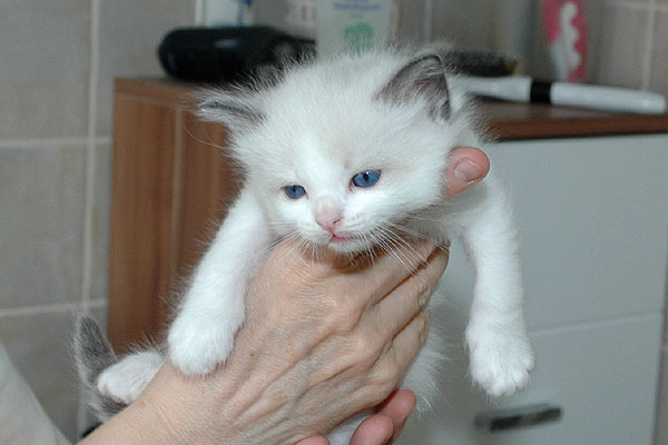 Donald Ragdoll killing kattekilling Ragdol killinger kattekillinger