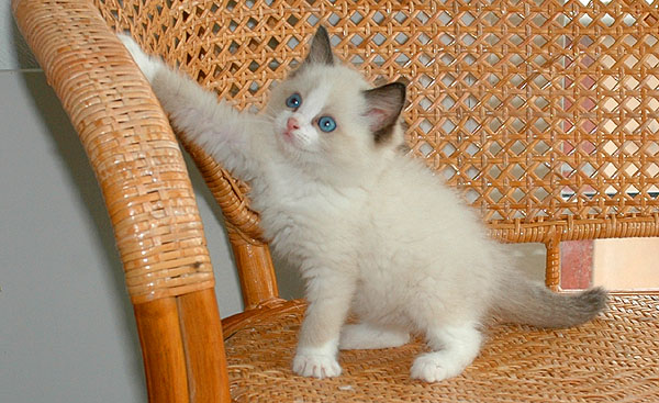 Dondi Ragdoll killing kattekilling Ragdol killinger kattekillinger