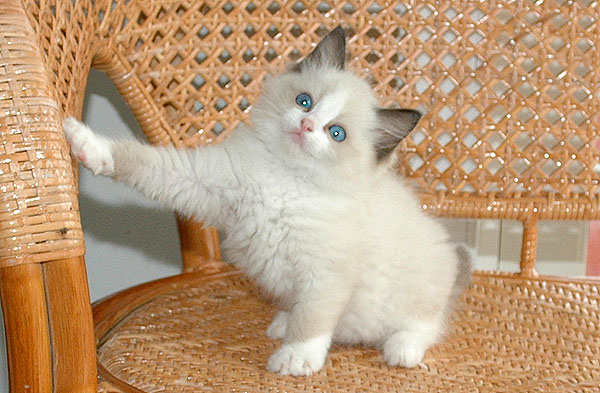 Dondi Ragdoll killing kattekilling Ragdol killinger kattekillinger