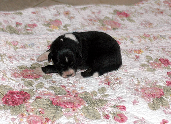 Donna Aussie hvalp hundehvalp Australian Shepherd hvalpe hundehvalpe